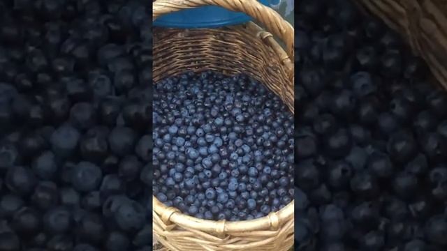 Дары Нижегородского леса ? смотреть онлайн