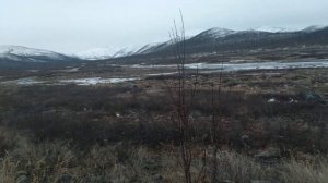 на охоте на дикого северного оленя