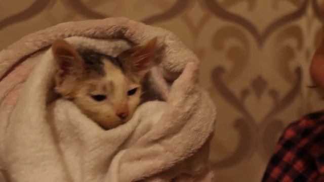 Лечим уличных котят от лишая. Кошка будет уезжать в Киев. смотреть онлайн