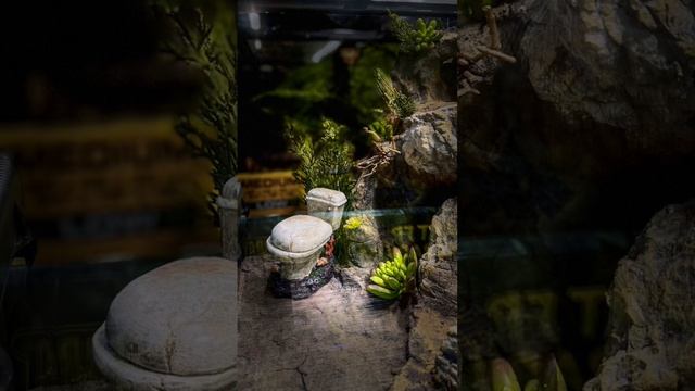 А у вашего питомца есть унитаз? #лягушка #жаба #квакша #амфибии #террариум #животные #зоопарк смотреть онлайн