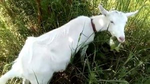 Как Раздоить Козу После Отъема Козлят