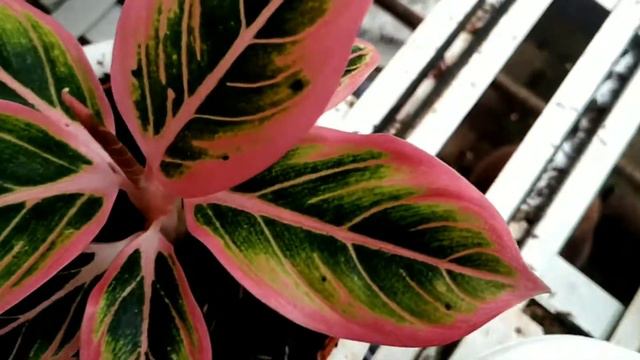 Aglonema Lotus Delight