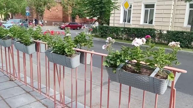 Зеленоградск город кошек!!! смотреть онлайн