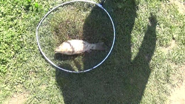 Видео зарисовки отдыха и рыбалки в Супер Карпе (1) смотреть онлайн