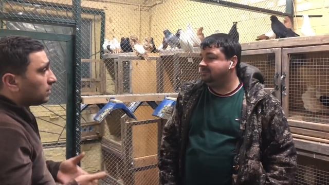 2️⃣. Турецкая такла и декоративные голуби Евгения! 2 серия. #бойныеголуби #pigeons #google смотреть онлайн