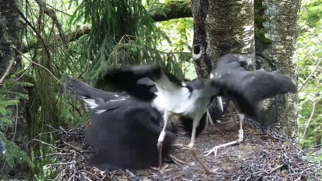 Must-toonekurg2: After more than 26 hours of absence, Jan returns with a meal 12.08.2021. смотреть онлайн