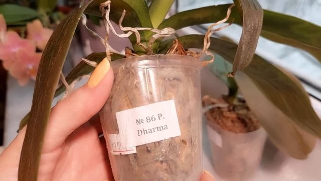 ✔️КАК СПАСТИ ОРХИДЕЮ, ЕСЛИ ОНА ЗАМЕРЗЛА? ЗАМОРОЖЕННЫЕ ОРХИДЕИ В ШКОЛЕ ОРХИДЕЙ ОНЛАЙН! ПРАКТИКА! смотреть онлайн