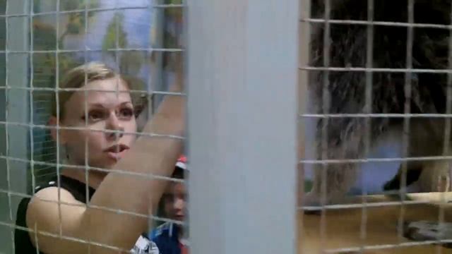 ★Sofi TV★ raccoon and squirrel. енот и белка смотреть онлайн