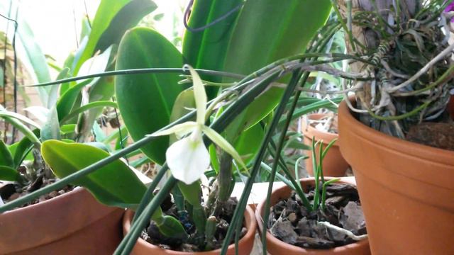 Цветение Орхидеи Брассавола перини , Brassavola perrinii смотреть онлайн