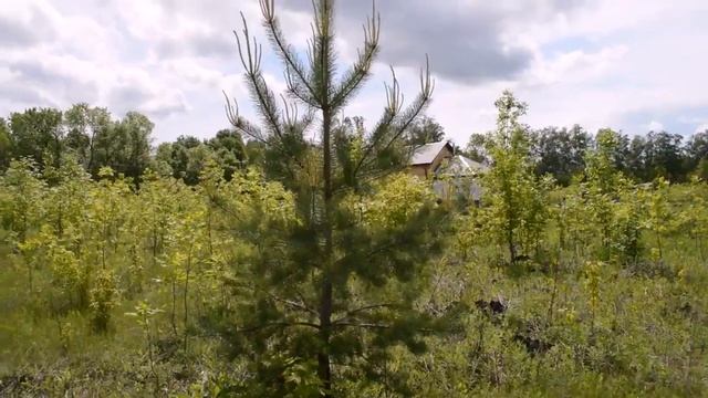 Родовое дерево. смотреть онлайн