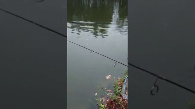 Рыбалка в Голицыно 4 ноября (2) смотреть онлайн