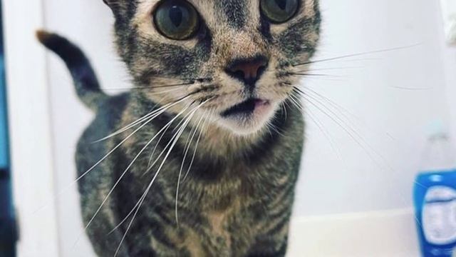 Man is Drawn to a Cat Who Has Waited for Nearly 800 Days смотреть онлайн