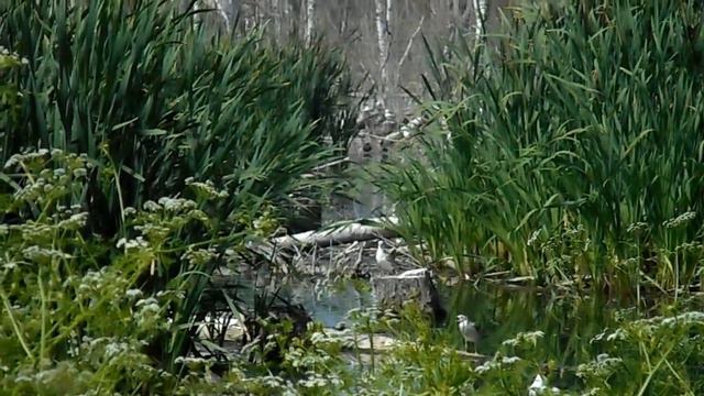 Маленький птичий рай смотреть онлайн