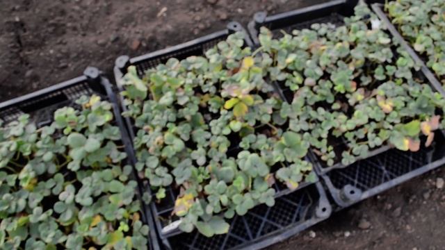 Обман с рассадой земляники(клубники)?!Какие сорта?