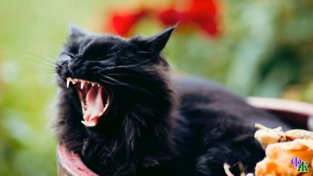 Сатана 11 «Я хочу, чтобы вы стали НАСТОЯЩИМИ котами!» – грозно сказал Сатана смотреть онлайн