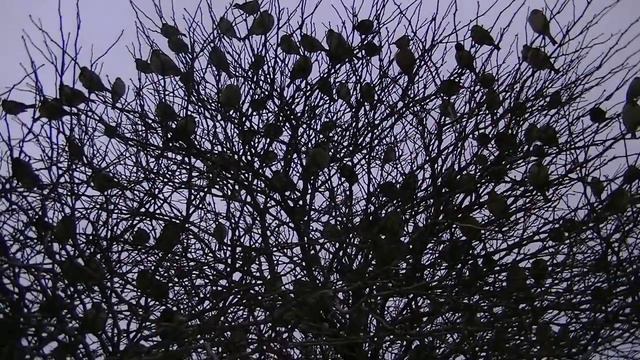 С ПРАЗДНИКОМ СРЕТЕНИЯ ГОСПОДНЯ! 15.02.2014 смотреть онлайн