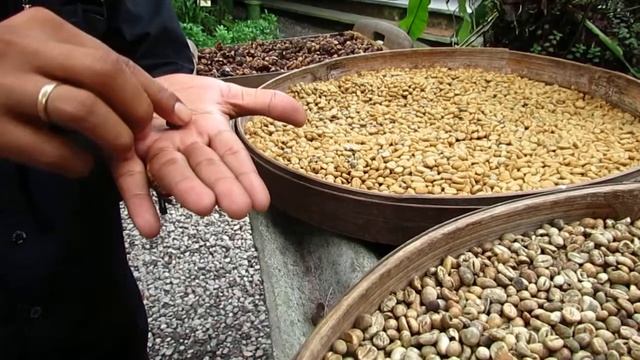 Кофе лувак. Luwak coffee. смотреть онлайн