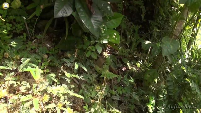 Самый дорогой кофе в мире. Luwak coffee. Satria Agrowisata. Bali. 246 смотреть онлайн