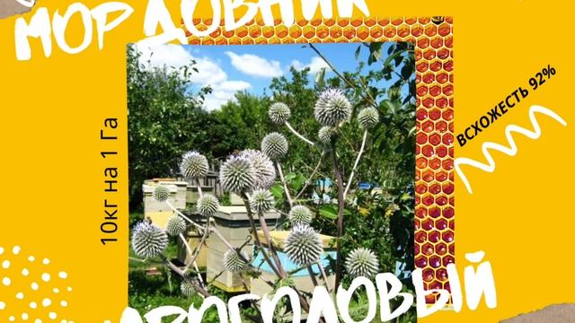 Продажа семян мордовника шароголового смотреть онлайн