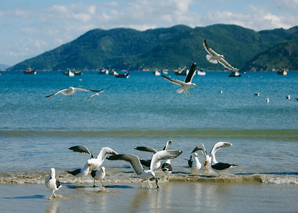 Музыка для души .  Пение птиц.  Успокаивает нервную систему