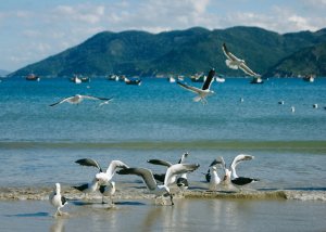 Музыка для души .  Пение птиц.  Успокаивает нервную систему