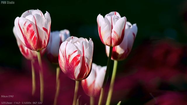 Camera Test : Nikon D90 смотреть онлайн