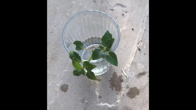 How To Propagate Fuchsias In Water, Easy Fuchsia Cuttings, Plant Propagation смотреть онлайн