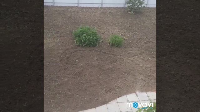 Газон Русские травники смотреть онлайн