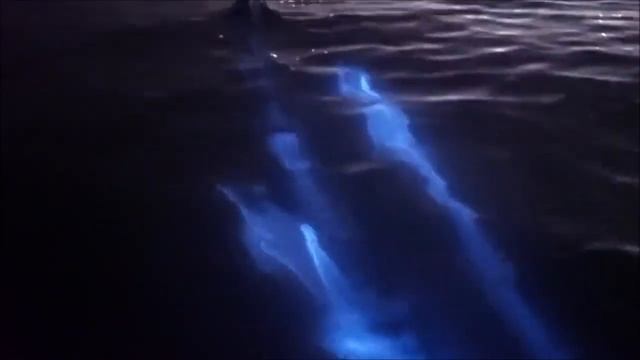 Нереальное - реально. Они светятся. Это сняли на видео в океане. Вода море, дельфины водоросли, све смотреть онлайн
