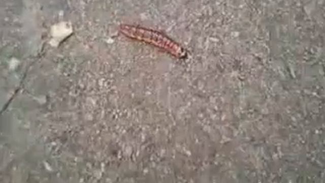 Гусеница Маня смотреть онлайн