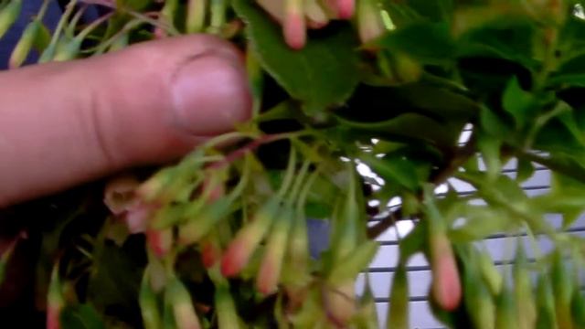 The New Blueberry Variety Bluedrop (Vaccinium Corymbosum)