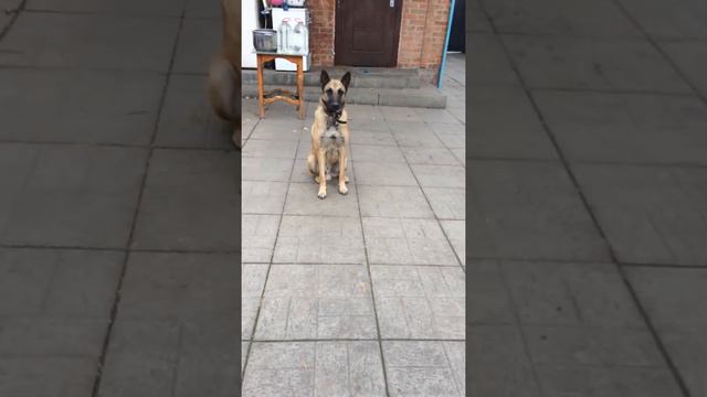 Как дрессировать собаку??? смотреть онлайн