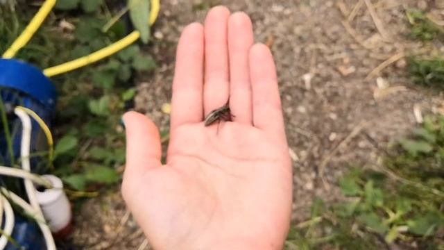 Шелковистый корнеед Dorcadion holosericeum Krynicky, 1832 смотреть онлайн