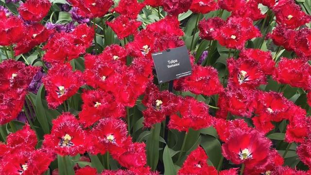 Keukenhof Flower Gardens 2022 - Netherlands - 4K смотреть онлайн