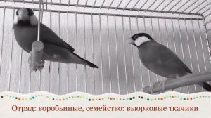 Песня рисовой амадины