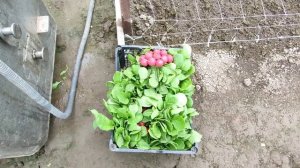 Редис.Как экономно мыть редис.