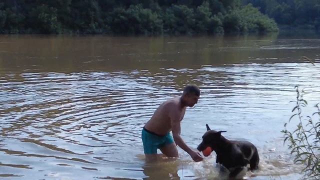 Жизнь на Алтае после переезда. Собрали первый урожай, баня строится! смотреть онлайн