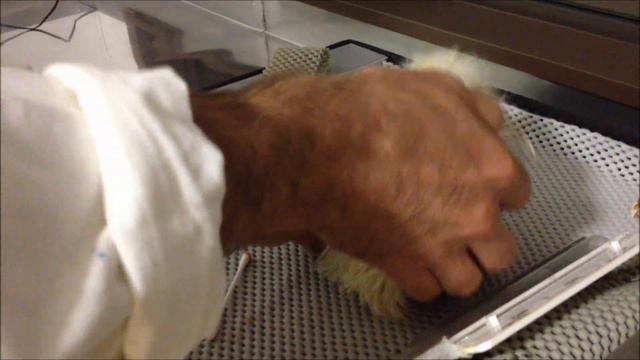 Third white kiwi chick hatched at Pukaha Mount Bruce смотреть онлайн