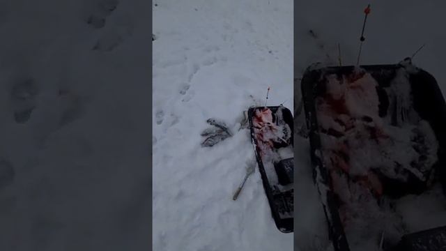 Рыбалка в Подмосковье. Рыболовный клуб Марлин. Форель. смотреть онлайн