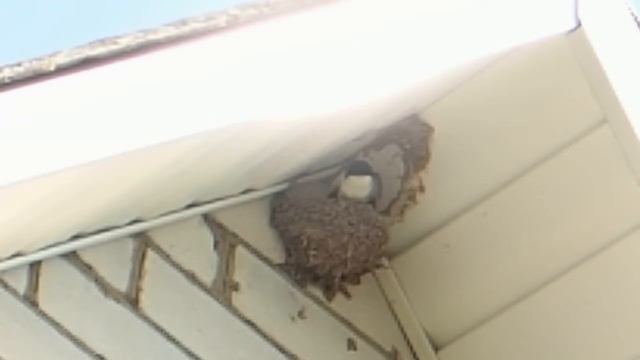 Птицы. Пара ласточек строит гнездо смотреть онлайн