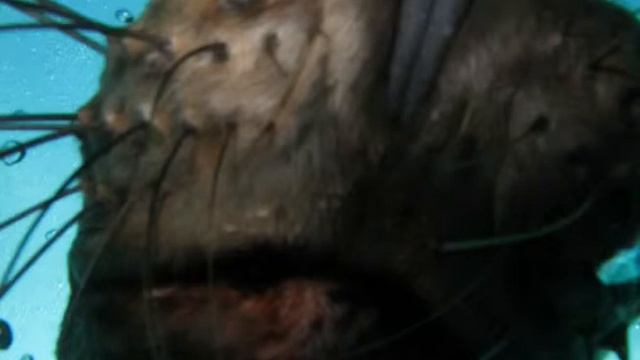 Подводный мир Дальнего Востока смотреть онлайн