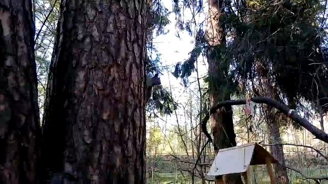 Белка прыгает с ветки на ветку в кормушку. Почти ручная белка ест орешки смотреть онлайн