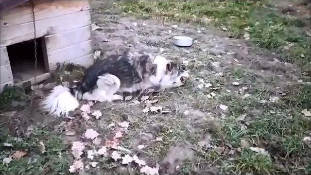 Собачки и бублики смотреть онлайн