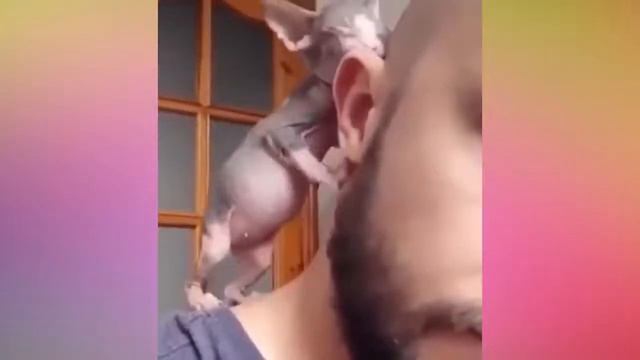прикольные киси смотреть онлайн