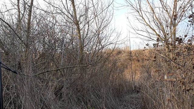 Ловля певчих птиц 2020. Щеглы и чечетки. смотреть онлайн