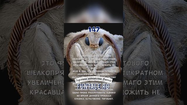 ФОТО БАБОЧКИ ТУТОВОГО ШЕЛКОПРЯДА В ТРИНАДЦАТИКРАТНОМ УВЕЛИЧЕНИИ - КОРОТКИЕ ИНТЕРЕСНЫЕ ФАКТЫ #147 смотреть онлайн