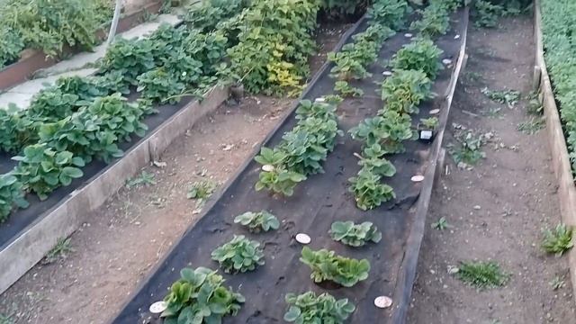 ОБЗОР НАШЕГО УЧАСТКА В СЕРЕДИНЕ АВГУСТА! ЛЮБУЮСЬ ЦВЕТАМИ! ЗЕЛЁНЫЙ ОГУРЕЧНИК! ОГОРОД. смотреть онлайн