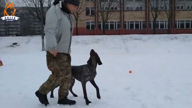 Дрессировка собак послушание на улице. смотреть онлайн