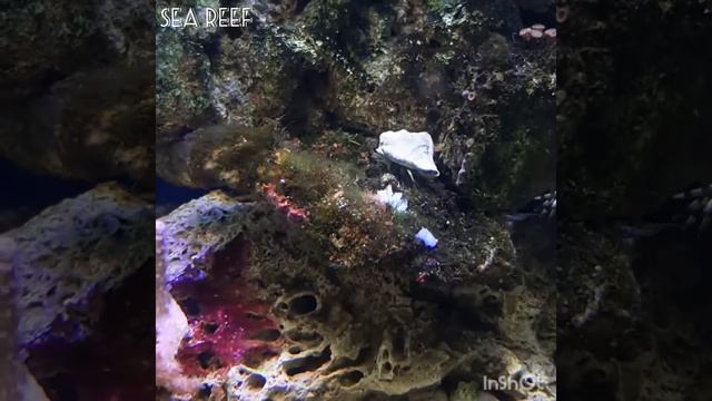 кормление кораллов креветкой смотреть онлайн