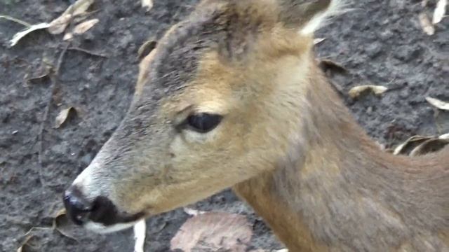 Пятнистый олень и олененок (Cervus nippon) смотреть онлайн